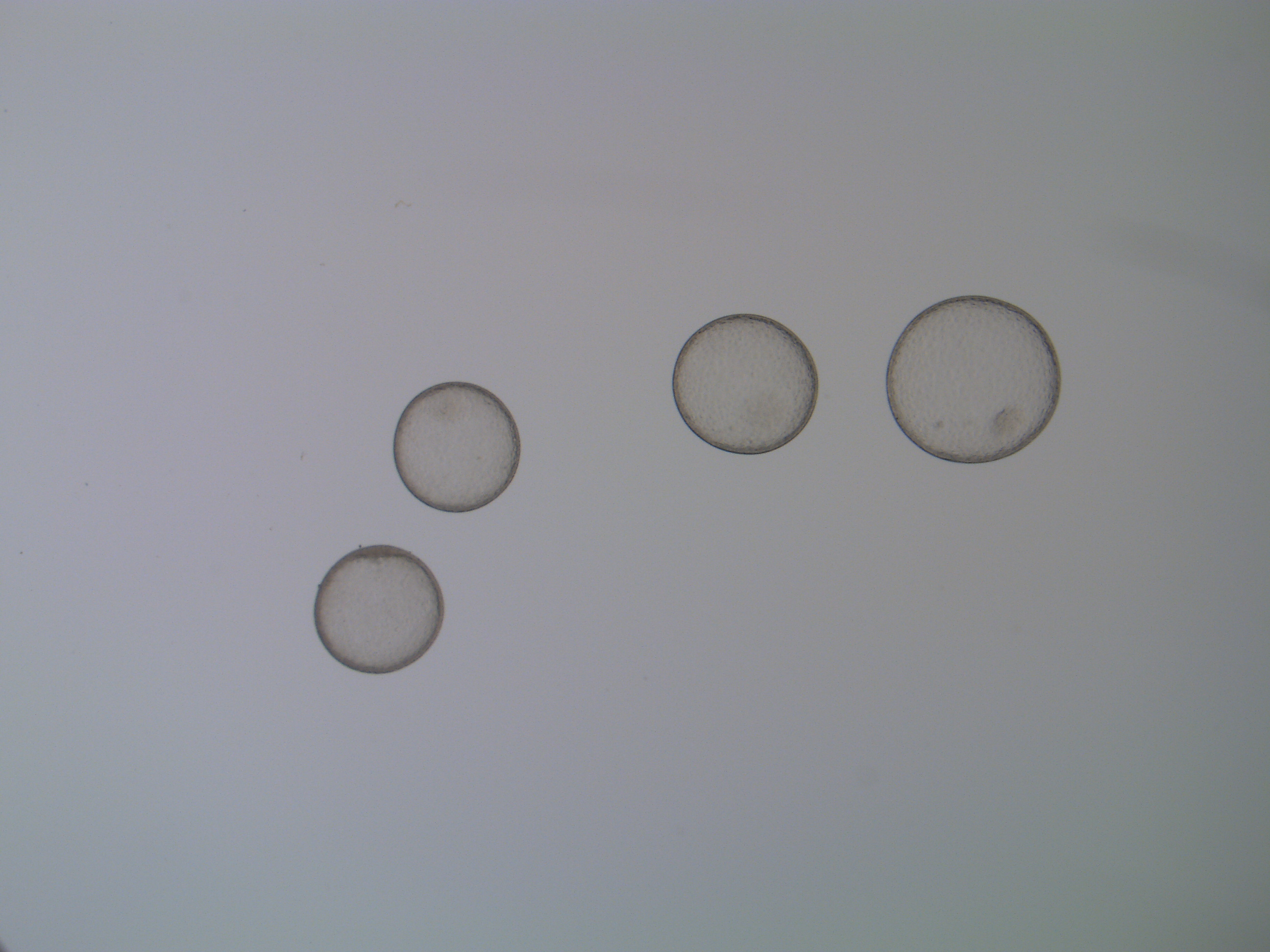 Equine oocytes in culture dish under microscope